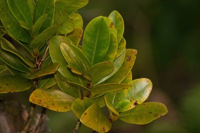 Syzygium sandwicense, photographed by Kevin Faccenda