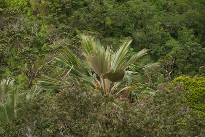 Pritchardia martii, photographed by Kevin Faccenda