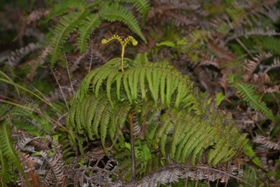Diplopterygium pinnatum, photographed by Kevin Faccenda