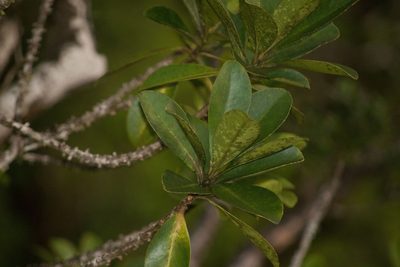Myrsine lessertiana, photographed by Kevin Faccenda
