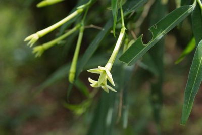 Cestrum cristinae, photographed by Jake Rehage
