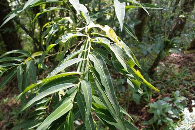 Cestrum cristinae, photographed by Jake Rehage
