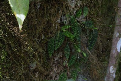 Cranichis reticulata, photographed by Jake Rehage