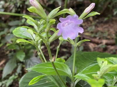 Strobilanthes flexicaulis, photographed by 古淑玲