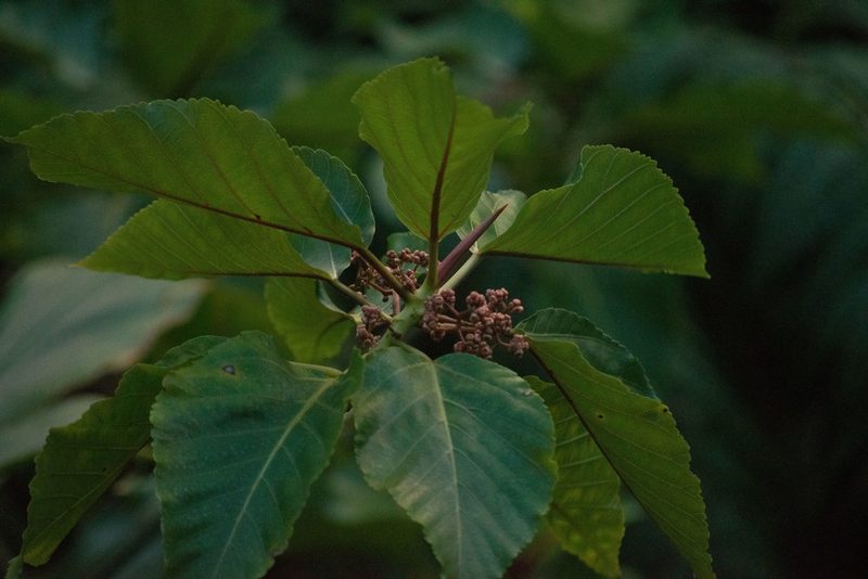 Touchardia sandwicensis, photographed by Kevin Faccenda