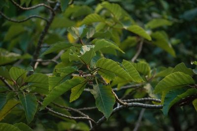 Touchardia sandwicensis, photographed by Kevin Faccenda