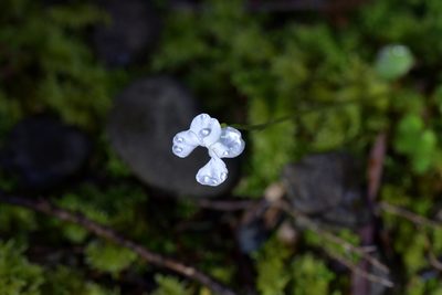 Viola filicaulis, photographed by Christopher Stephens
