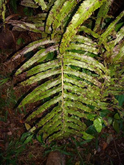 Menisciopsis cyatheoides, photographed by Kevin Faccenda