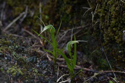 Pterostylis banksii, photographed by Christopher Stephens