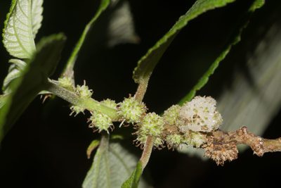 Pipturus albidus, photographed by Kevin Faccenda