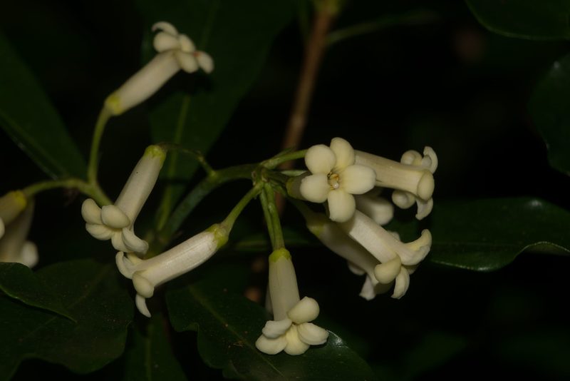 Pittosporum glabrum, photographed by Kevin Faccenda