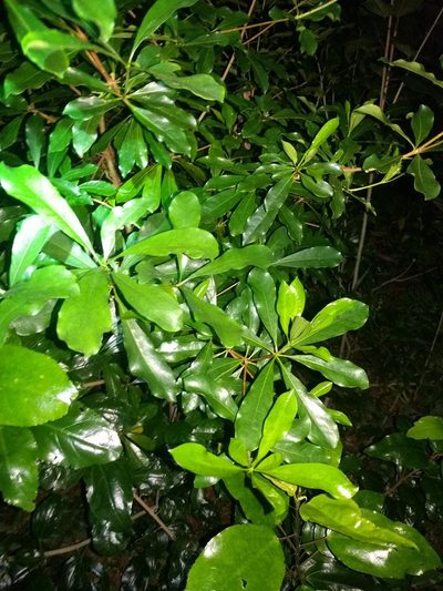 Pittosporum glabrum, photographed by Kevin Faccenda