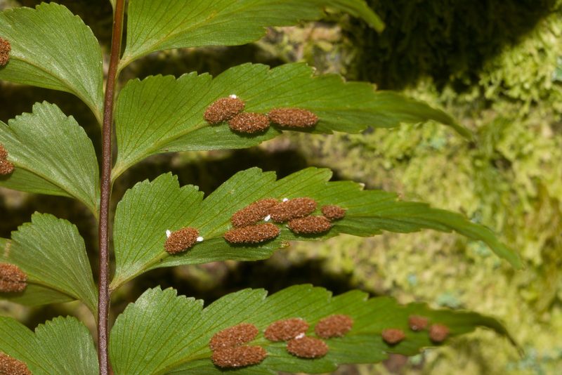 Asplenium contiguum, photographed by Kevin Faccenda