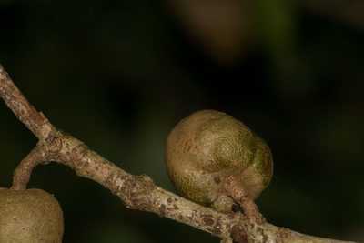 Pittosporum glabrum, photographed by Kevin Faccenda