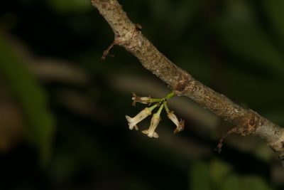 Pittosporum glabrum, photographed by Kevin Faccenda