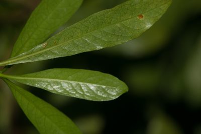 Pittosporum glabrum, photographed by Kevin Faccenda