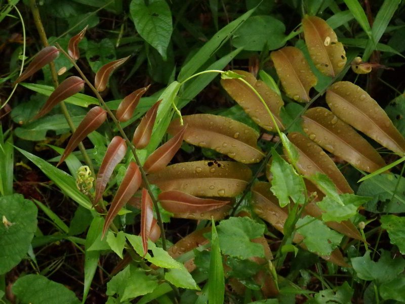 Stenochlaena palustris, photographed by Samuel Lee
