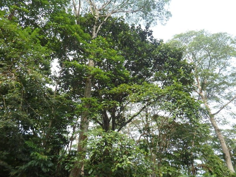 Artocarpus elasticus, photographed by Samuel Lee