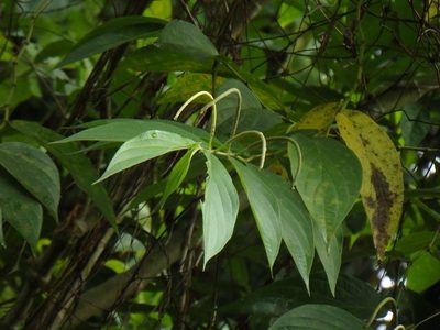 Piper aduncum, photographed by Samuel Lee