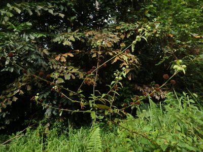Hyptis capitata, photographed by Samuel Lee