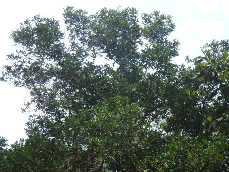 Nephelium lappaceum, photographed by Samuel Lee