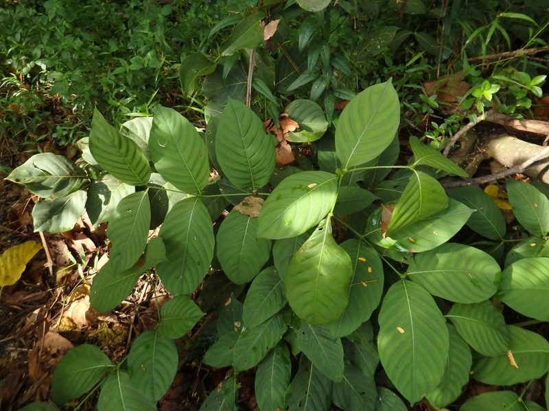 Uncaria longiflora, photographed by Samuel Lee