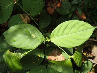 Uncaria longiflora, photographed by Samuel Lee