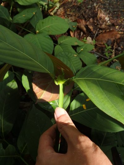 Uncaria longiflora, photographed by Samuel Lee