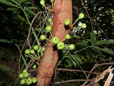 Ficus fistulosa, photographed by Samuel Lee