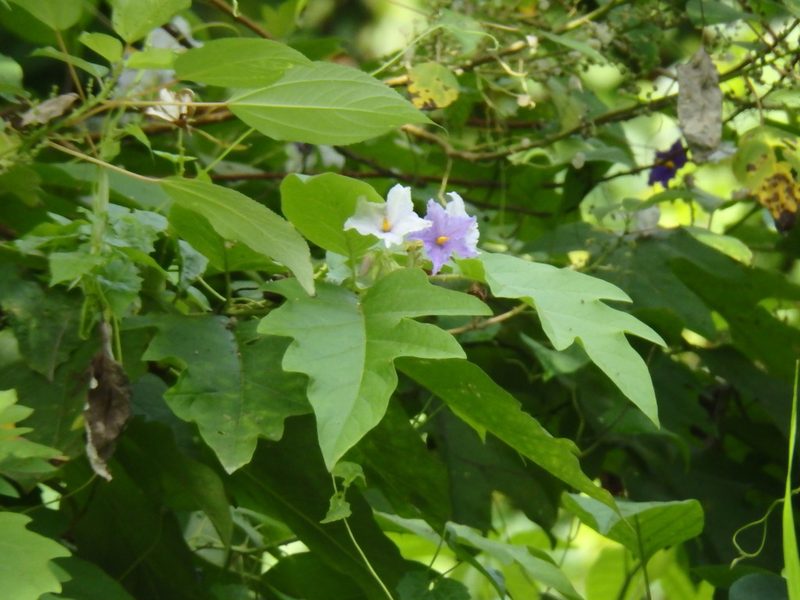 Solanum wrightii, photographed by Samuel Lee