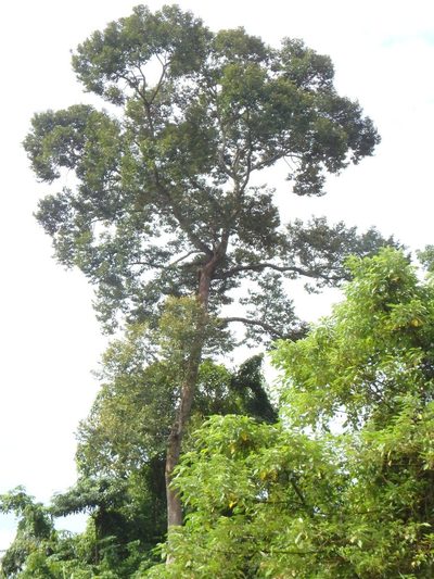 Durio zibethinus, photographed by Samuel Lee