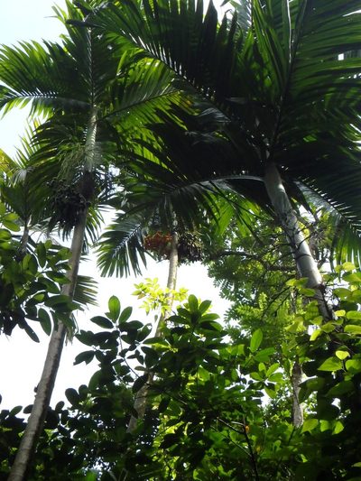 Areca catechu, photographed by Samuel Lee