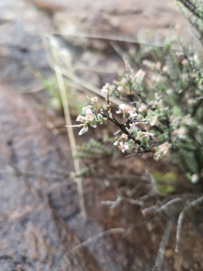 Eriocephalus karooicus, photographed by Ricus Nel
