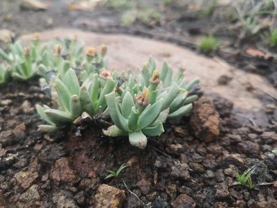 Chasmatophyllum musculinum, photographed by Ricus Nel