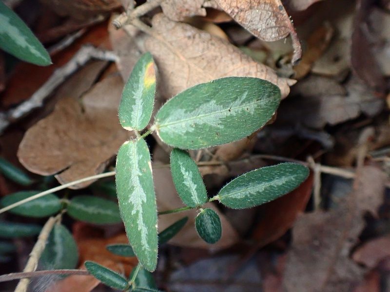 Desmodium batocaulon, photographed by Cricket Raspet