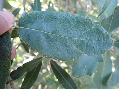 Quercus arizonica, photographed by Cricket Raspet