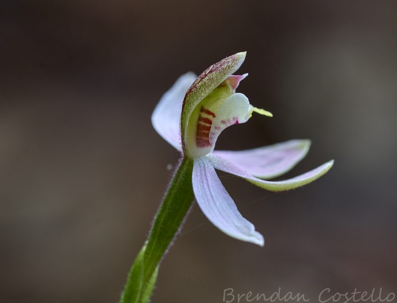 Caladenia vulgaris, photographed by Brendan Costello