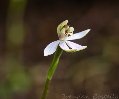 Caladenia vulgaris, photographed by Brendan Costello