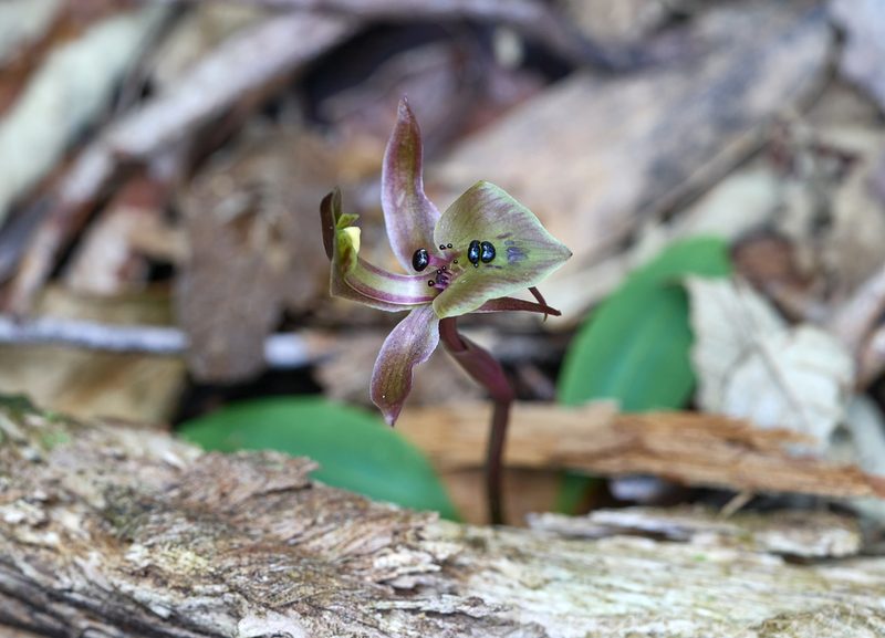 Chiloglottis gunnii, photographed by Brendan Costello