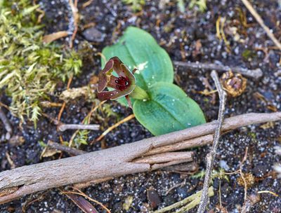Chiloglottis triceratops, photographed by Brendan Costello