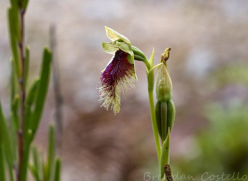 Calochilus robertsonii, photographed by Brendan Costello