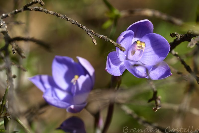 Thelymitra erosa, photographed by Brendan Costello