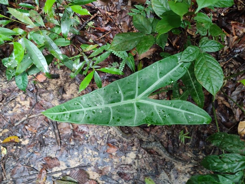 Alocasia longiloba, photographed by Иван Ковтун Ivan Kovtun