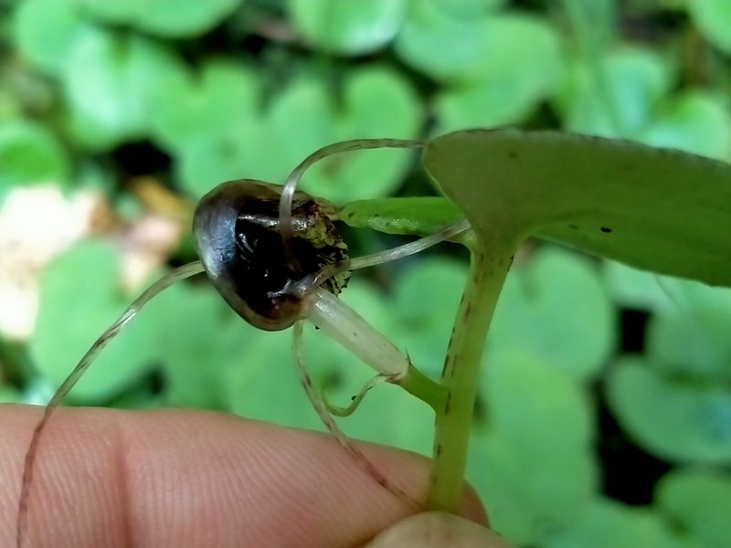 Corybas iridescens, photographed by John Barkla