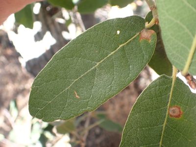 Quercus arizonica, photographed by Cricket Raspet