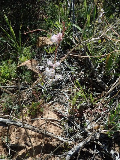 Cysticapnos vesicaria, photographed by Peter Warren