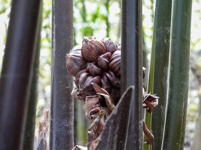 Nypa fruticans, photographed by Cheongweei Gan