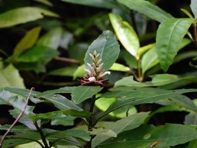 Acanthus ilicifolius, photographed by Cheongweei Gan