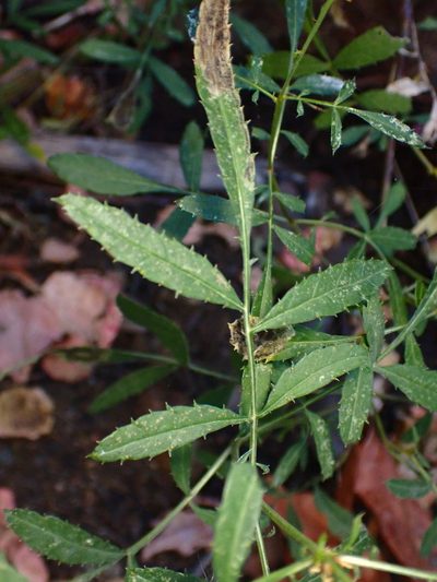 Tagetes lemmonii, photographed by Cricket Raspet