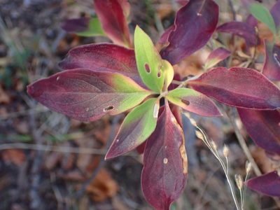 Bouvardia ternifolia, photographed by Cricket Raspet